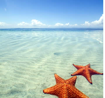 Starfish Beach in Boca del Drago, Bocas del Toro, Panama